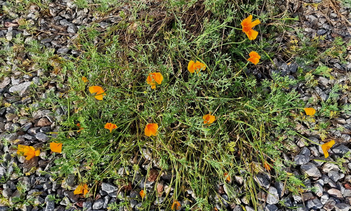 @TobyBuckland @BBCSounds My gaillardias, osteospermums and self-sown californians are also putting on a decent post-storm show down here on the Kingsbridge Estuaria. 🏵️🌻🌼#humblebraggage