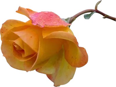 AshviDesai's tweet image. 😐Organize content into libraries (e.g., blogs, videos) and set specific posting times for each.
#RecurPost #socialmediascheduler #socialmediamarketing #And back #your #tomorrow #Can and get the kids back to