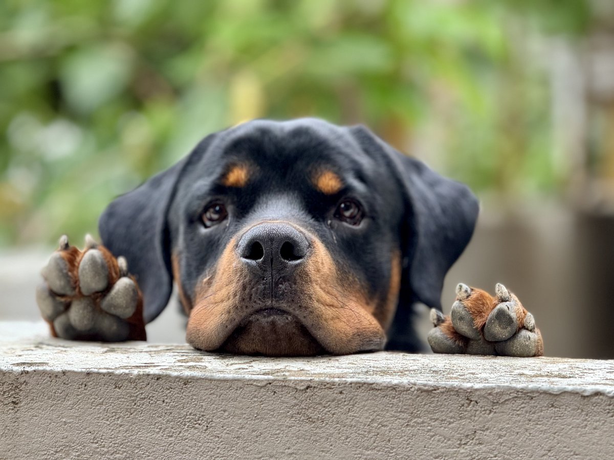 saisujith94's tweet photo. #Leo the Rottweiler โค๏ธ
5X - Portrait
#ShotoniPhone #Shotonapple #iPhone15ProMax #Portrait #Petportrait https://t.co/V0tGZdSj5i