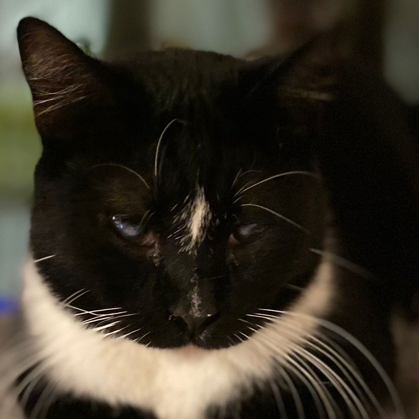 Kevin está buscando un hogar! miwu.uk/rEILYyH2c2t #adoptaNoCompres a través de <a href="/MiwukiOfficial/">Miwuki</a>