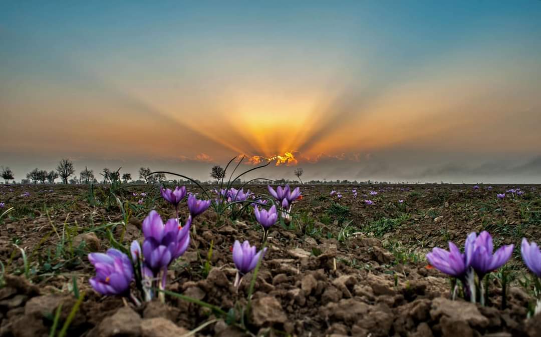 wakashmir's tweet photo. "The land of the best Saffron."
It's harvest time for the most expensive spice in the world.Also called as Zaafran or Kesar, it grows in the famous fields of Pampore, J&amp;K.

Photo Credit llJammu &amp; Kashmir Tourism Department

#Saffron #Zafran #kesar #Pampore #Kashmir #autumncolors https://t.co/bPBqdbLECl