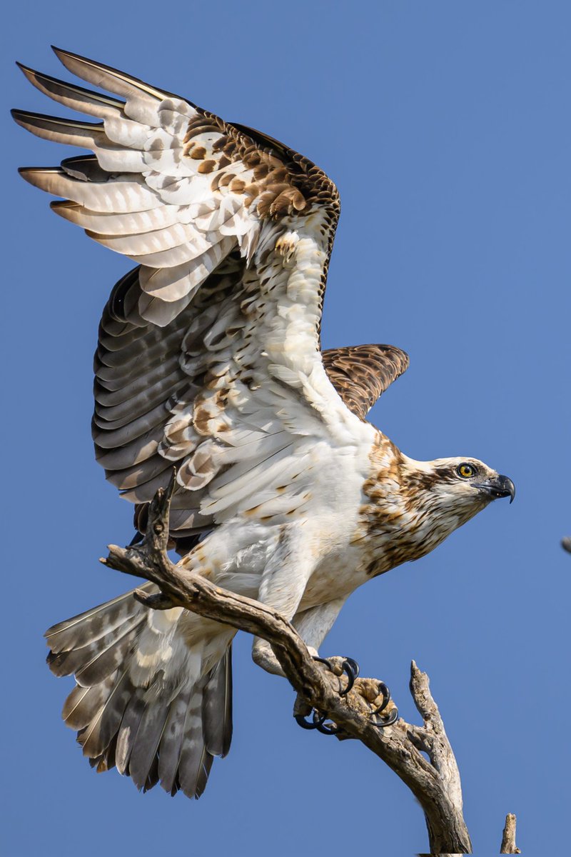 Eastern Osprey
