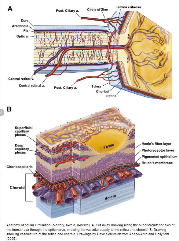 HarrySpoelstra's tweet photo. Evaluation of the retina, choroid and optic disc vascular structures in individuals with a history of COVID-19
➡️"This is the first study in the literature to evaluate the post-COVID-19 changes in the vascular structures of the eye compared to the pre-disease values"
➡️"We found statistically significant changes in choriocapillaris blood flow, subfoveal chroidal thickness and retinal nerve fiber layer thickness after COVID-19 infection" ( 20 patients/6m post-C19, an optical coherence tomography angiography (OCTA) study)
❗Please tell me which part of the human body is out of reach for SarsCoV2?🤔
https://t.co/uWfZOE2NZx