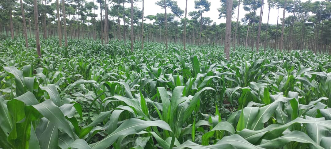 SectorKabarore's tweet photo. Mu Murenge wa @SectorKabarore kuri site y'ubutaka buhujwe Nyabikiri/Gabiro bungana na Ha 100  bwatangiye kubagazwa ifumbire ya DAP. 
@GatsiboDistrict 
@RwandaEast https://t.co/8kyMtkqTVQ