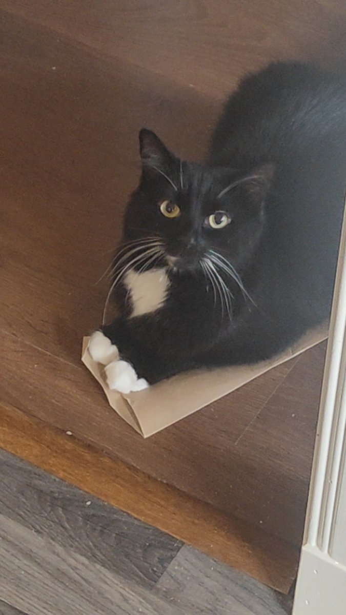 Good morning everyone! Just sat here innocently "helping" my dad making the bacon sandwiches #CatsOfTwitter