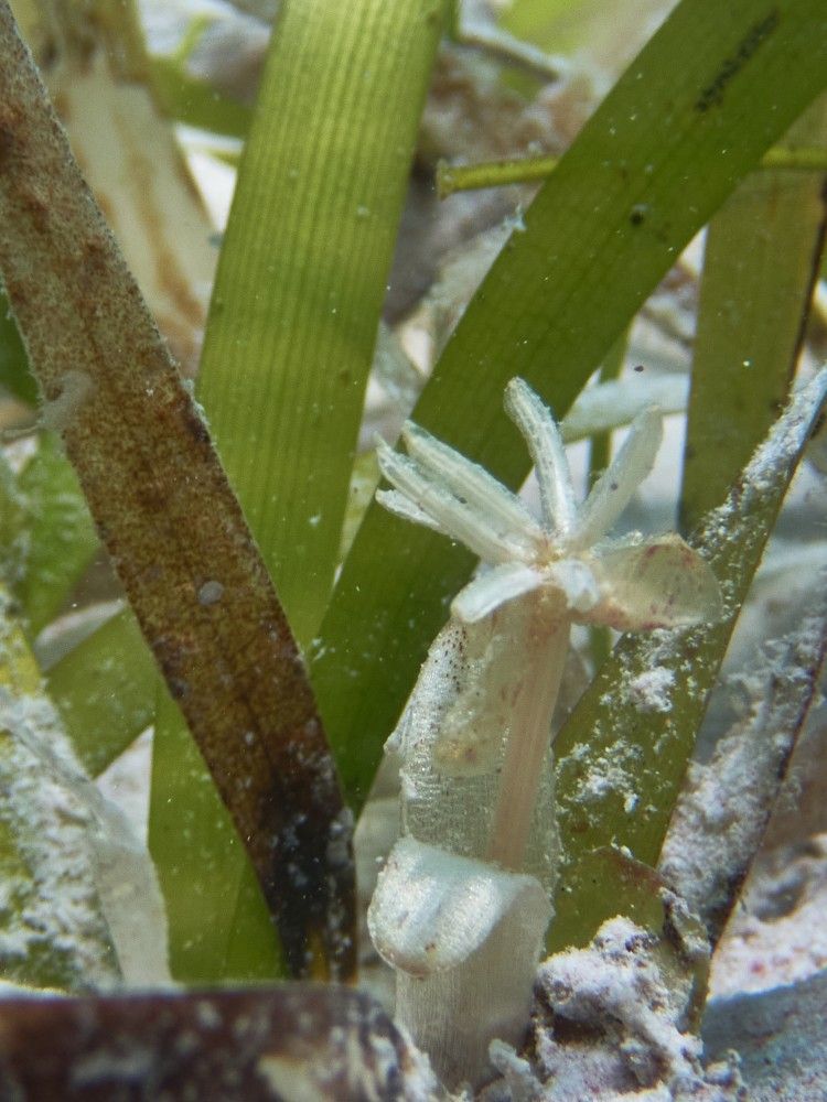 Project Seagrass tweet media