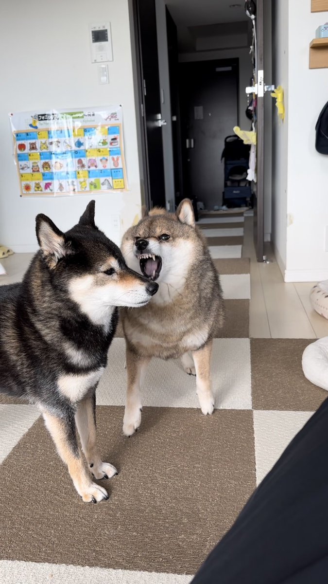 あず花｜おかーぽん tweet media