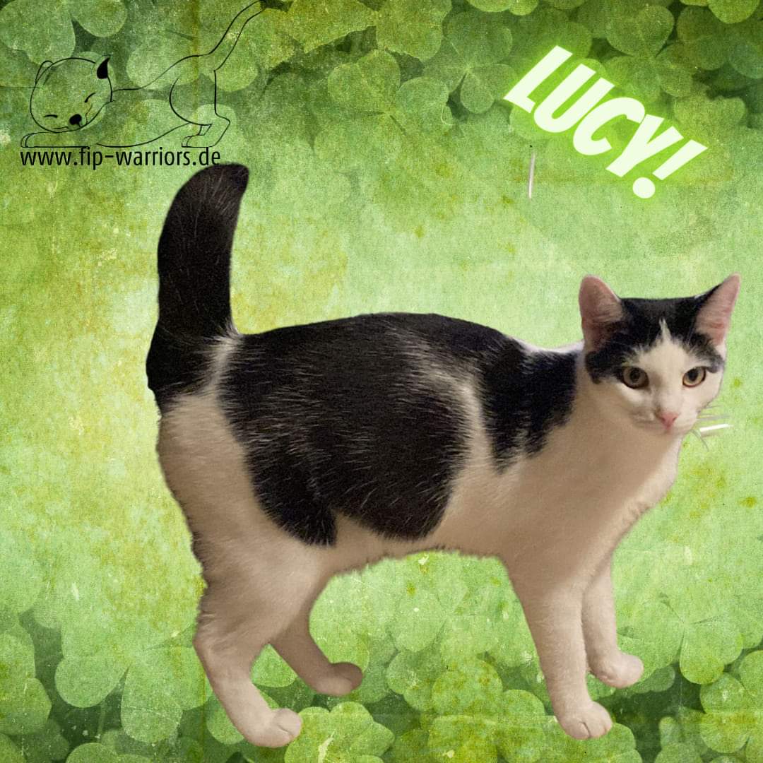 Die schüchterne Lucy hat sich mit ihrer Dosi in die Wartezeit gekämpft. Danke an alle, die das möglich gemacht haben. Herzlichen Glückwunsch! #fipfamily #nocatleftbehind #fipwarriors #fightfip #fip