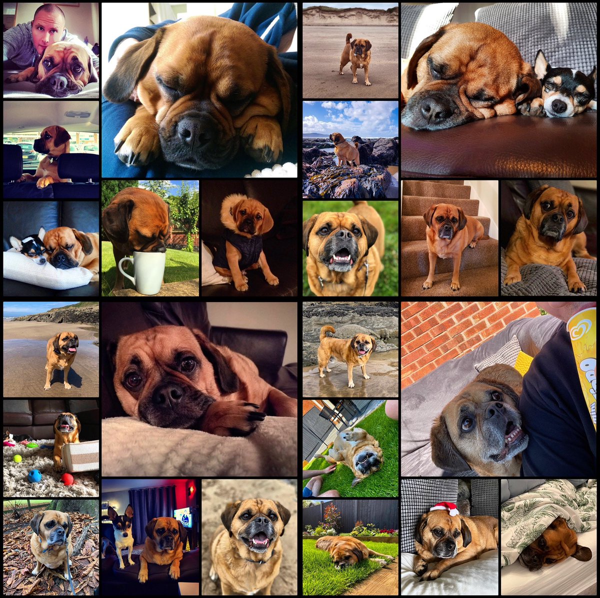 Mr_MWD's tweet image. Alfie 12 today
Ain’t he bloody gorgeous?
#Puggle #dog #HappyBirthday