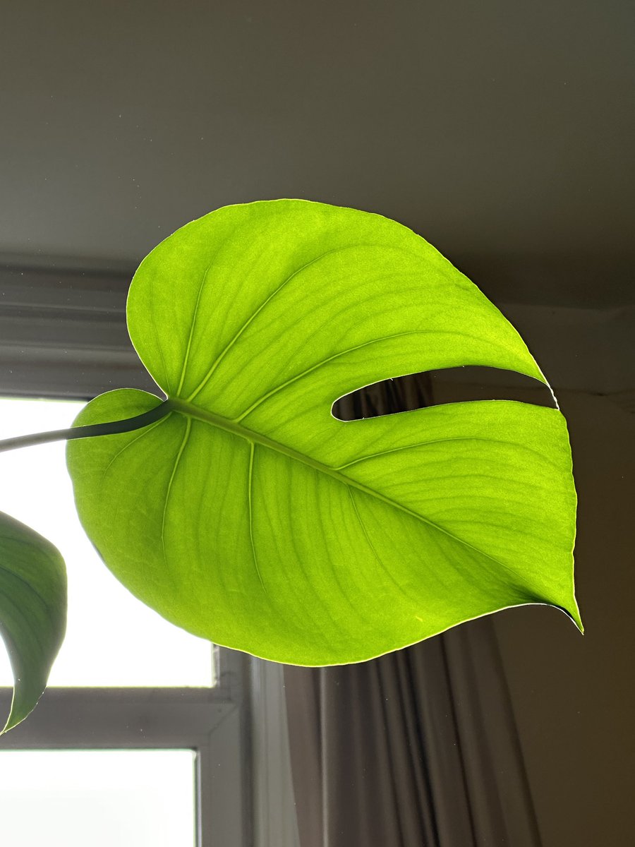 Slightly obsessed with how striking this monsters leaf looks with the light shining through it