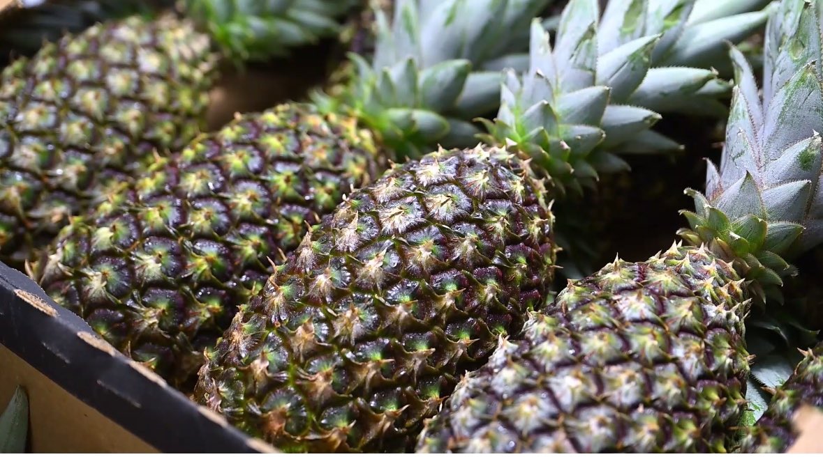 WilliamTchekpe's tweet image. 🚩 🇧🇯🤝🇨🇳  l&apos;#ananas pain de sucre du #Bénin a passé tous  les contrôles sanitaires de la douane chinoise et fait son entrée officielle sur le marché chinois dans le cadre du China International Import Expo @ciieonline #CIEE2023 #Fierement229 #wasexo