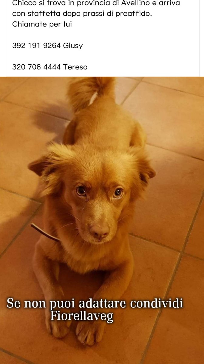 Questo è il massimo proprio della schifezza umana.🚮🧹

Vendono casa , se ne vanno e lui lo lasciano lì. 
Chicco ha 3 anni , pesa 6 kg , castrato va ' d'accordo con il mondo intero .