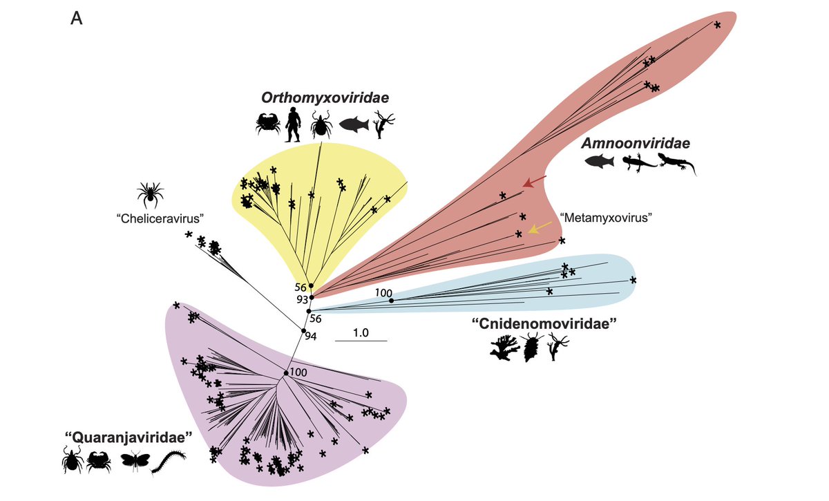 Another thought-provoking piece  from <a href="/Holmes/">Perry Holmes</a> lab:  "the  evolution  of  the Articulavirales (including flu)   was  likely  shaped  by  multiple  aquatic–terrestrial  transitions  and  substantial host jumps, some of which are still observable today" pnas.org/doi/epdf/10.10…
