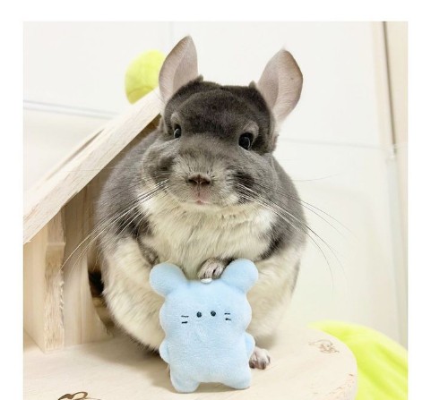 「このブロックで一番かわいいチンチラをご紹介します 😘」
 #チンチラ大好き！
 #チンチラペット ！
 #チンチラケア！