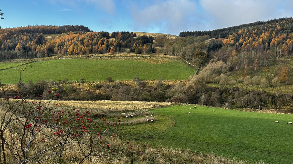 Autumn colours 🍁 🍂 

#tweedvalley #scottishborders