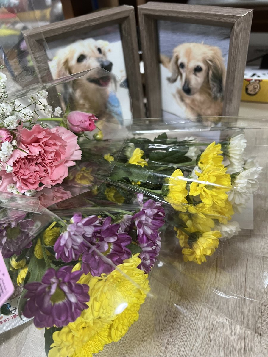 mamanami0's tweet photo. 昨日11月4日はバニラが亡くなって１年でした。
娘がお花を買って来てくれてたよ。

バニちゃん！お空の上で元気にしてる？
走り回ってる？

大事な子達を亡くしてすごく辛いけどママはなんとか頑張って生きてるよ😂 https://t.co/b7a45Wl0Xe