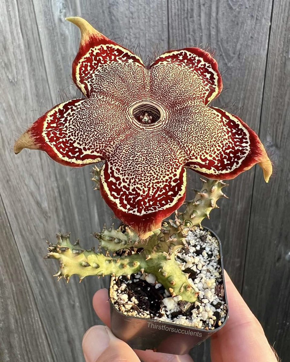 There is a plant in Africa called Edithcolea grandis, (Persian carpet flower)

It’s a succulent plant with leafless, stems  producing large flowers 

📸 Thirst for Succulents 
(Shared by True Bliss Nature)