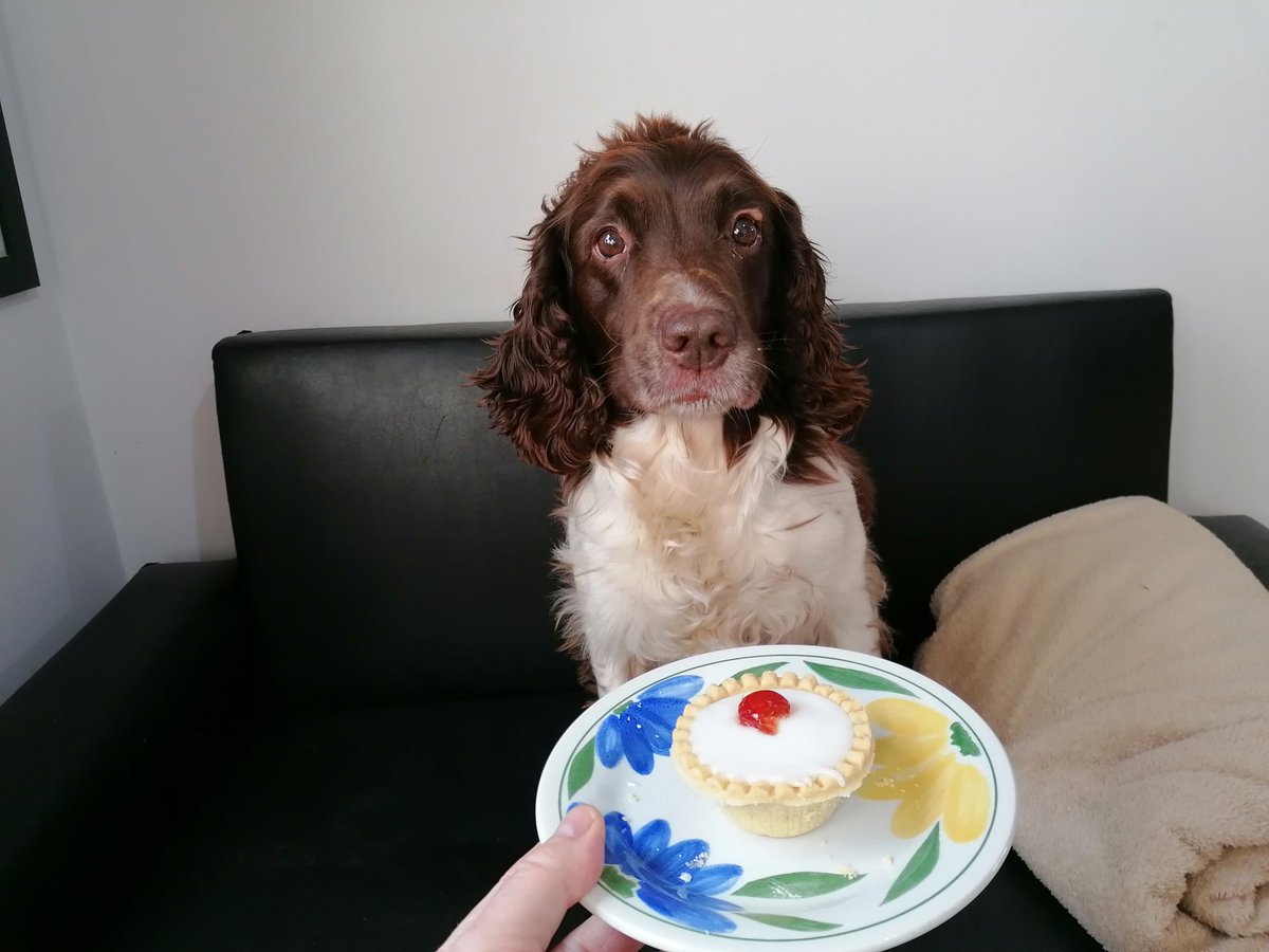 It's my birthday!!! A nice Cherry Bakewell for me. 😁😁😁
#12yearsold