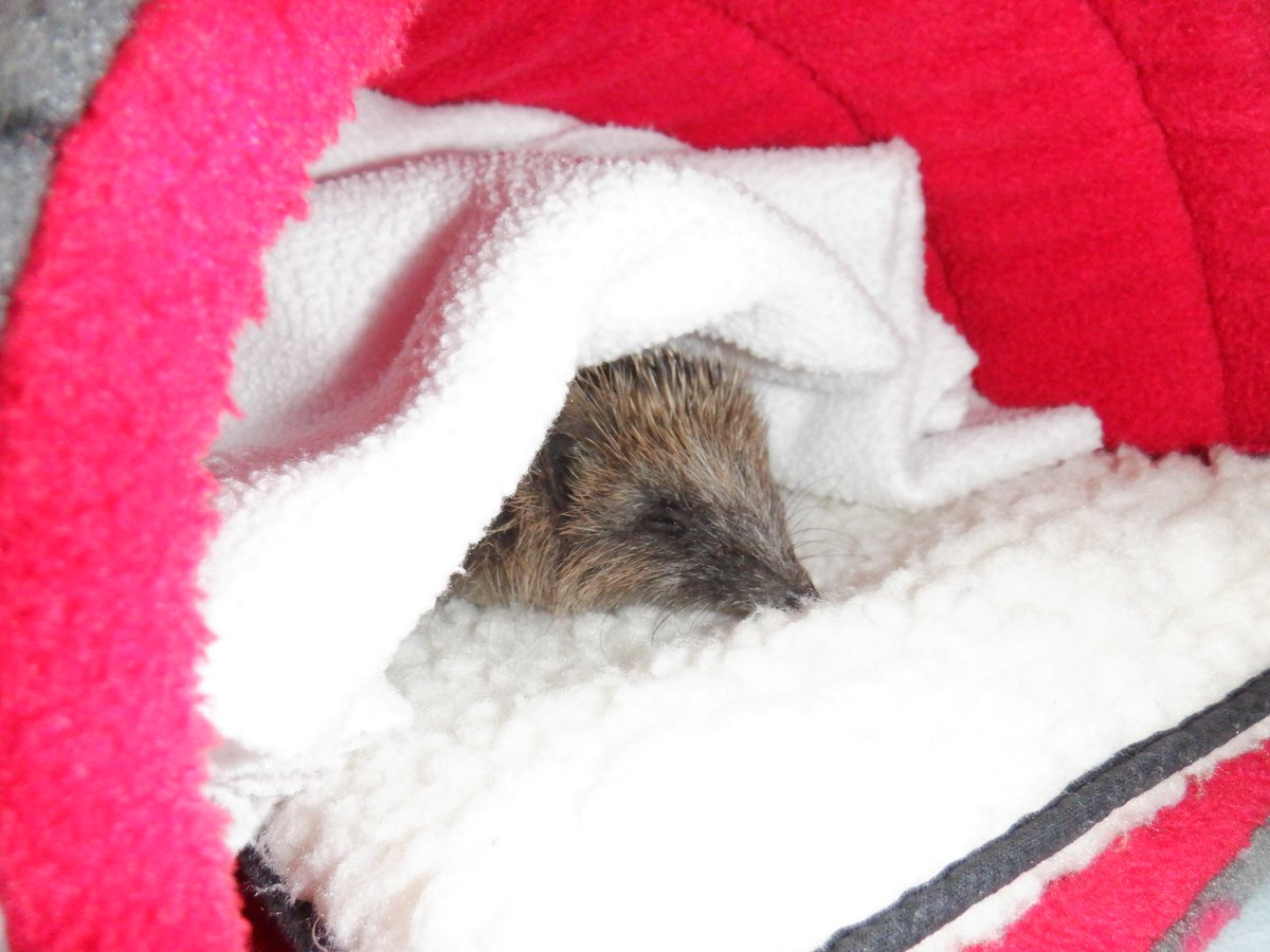 Hedgehog Cabin tweet media