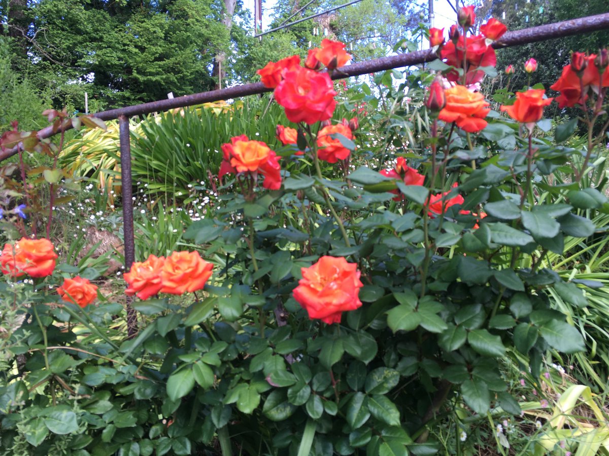 Rose season in the #garden