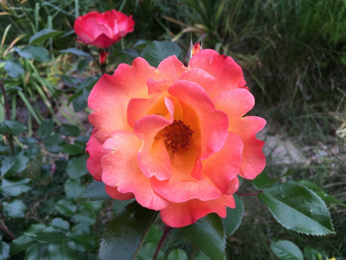 Sunglasses required for these #garden roses. 😉