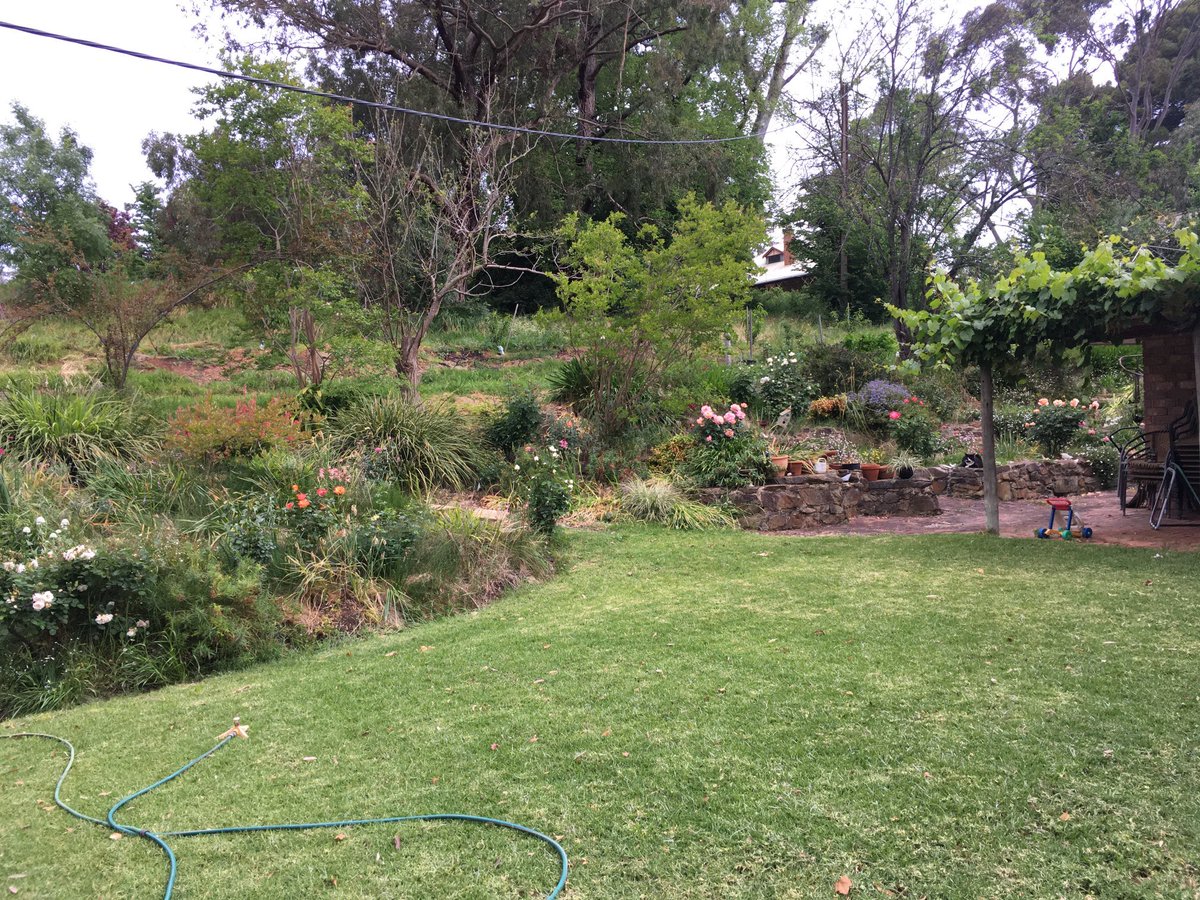 It may be suffering some months of neglect, but the #garden still looks neat with a mown lawn next to it.