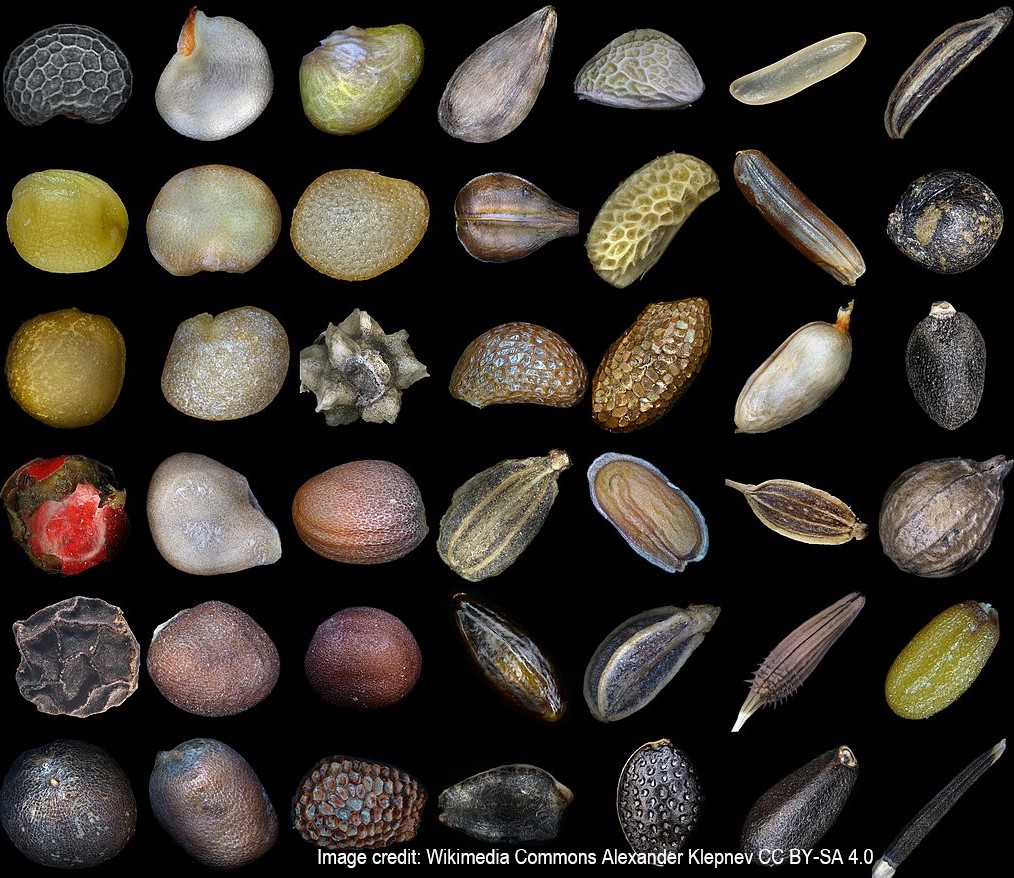 What is a #seed? Good question <a href="/WelmoedO/">Welmoed Out @welmoedo.bsky.social.</a>! A fertilised #ovule. Located inside a #fruit. Will contain  #embryo that develops into #plant &amp; usually a food reserve to support the embryo until it can #photosynthesise (or otherwise acquire #food). So many different shapes and sizes!