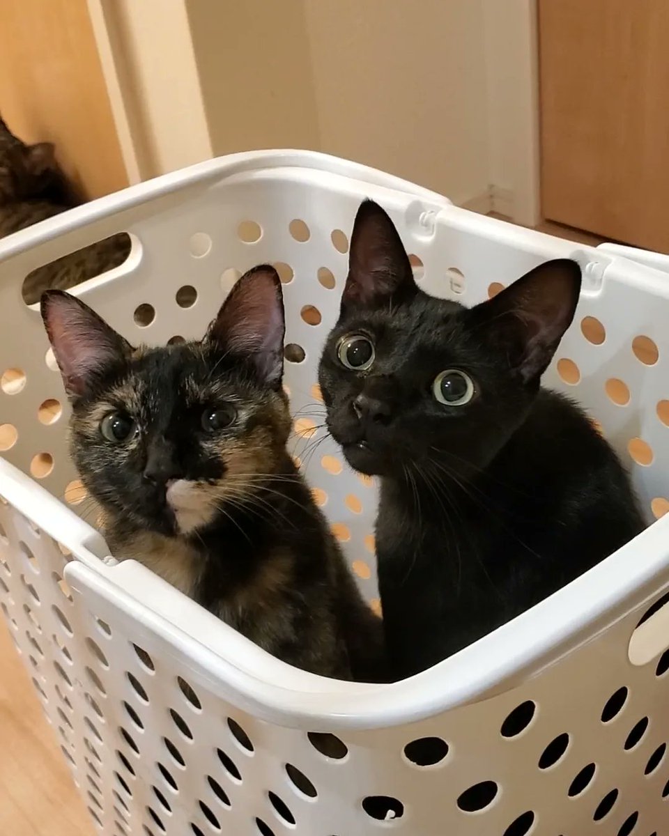 🧏🏻‍♀️     「あのー、カゴ、いいかな？」
🐈‍⬛🐱「見てわかんないの？使ってますけど」
🧏🏻‍♀️      「･･･💧ですよね。」