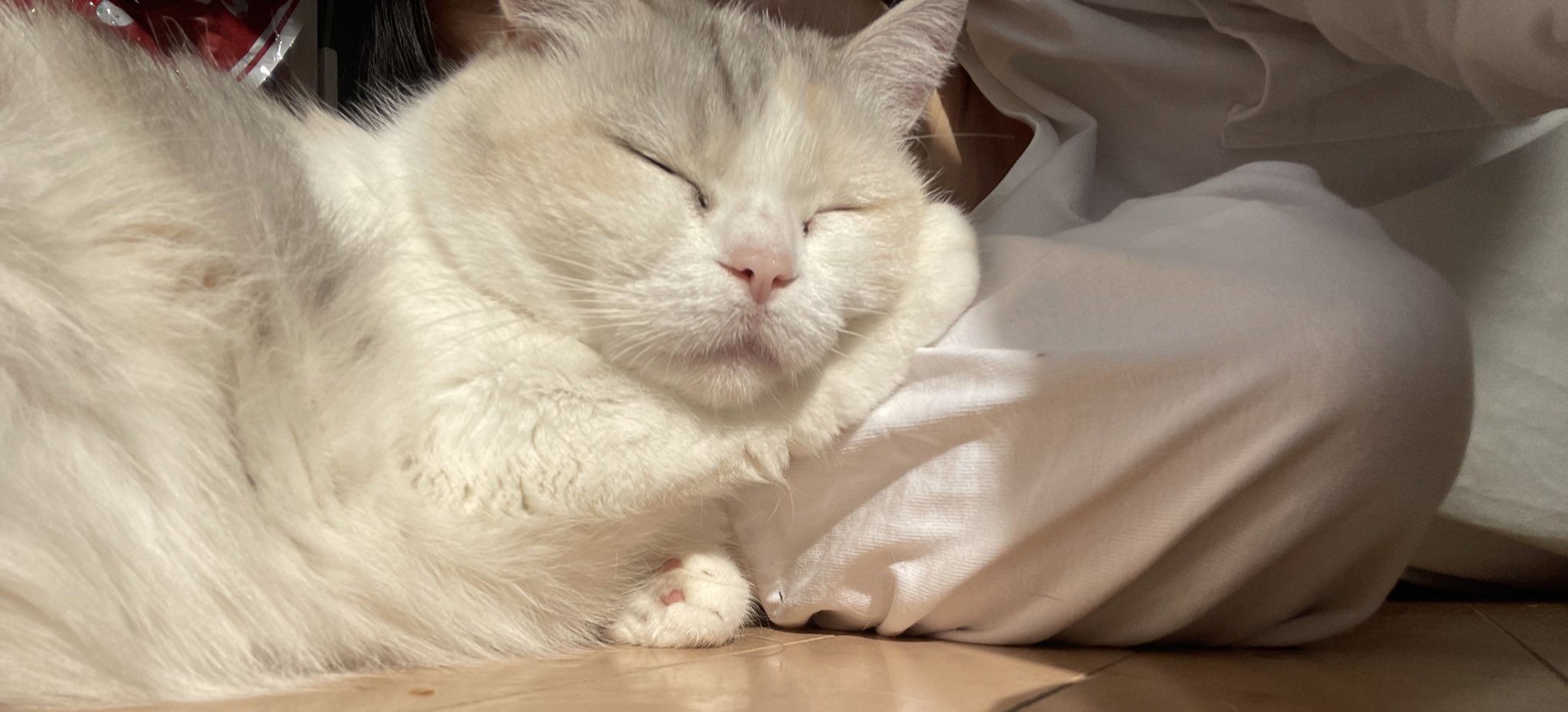 猫奴隷 - Search / X