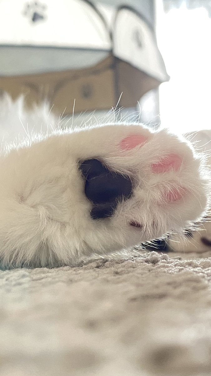 Have some toe beans to brighten up your day 🤍🐾