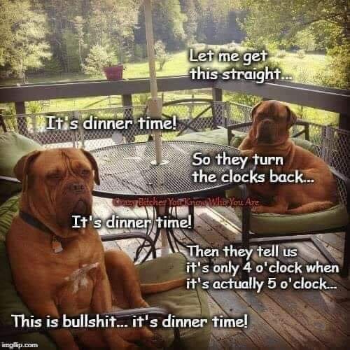 Q104Halifax's tweet photo. Q104 Update: Pets don’t care! Reminder #timechangeweekend ! Clocks went back 1 hour this morning at 2am. https://t.co/jaIF4zeHTP