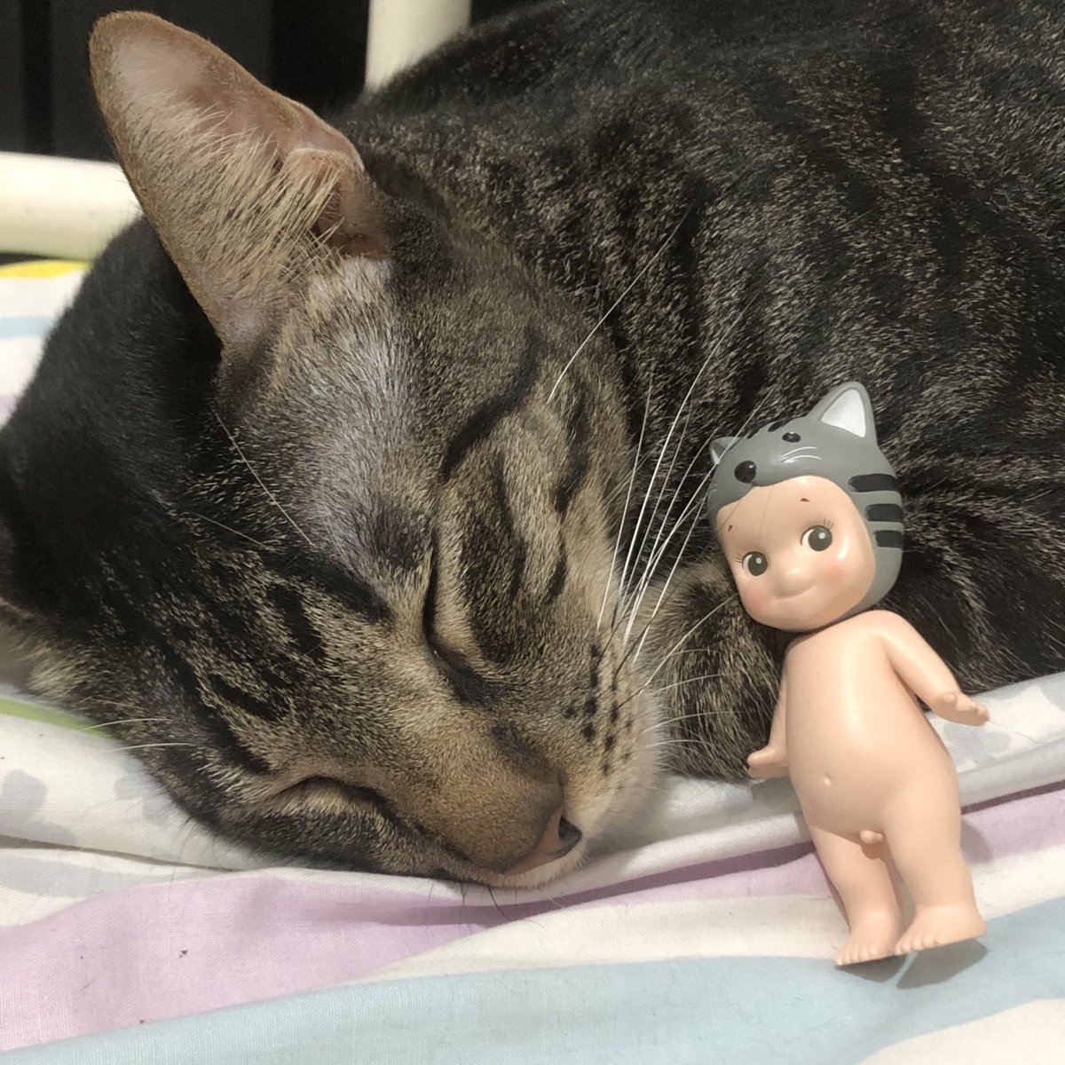 my cats are having an eeping battle