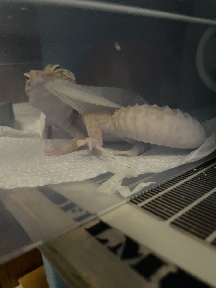 shuhobby's tweet photo. 無事に脱皮完了🦎
#レオパ #レオパードゲッコー #ヒョウモントカゲモドキ https://t.co/xJwaSL6BJA