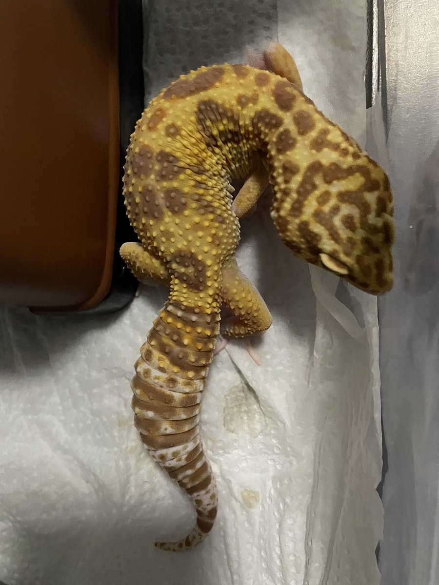 shuhobby's tweet photo. 無事に脱皮完了🦎
#レオパ #レオパードゲッコー #ヒョウモントカゲモドキ https://t.co/xJwaSL6BJA