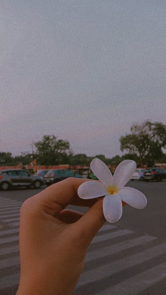 AhujaAsmita's tweet photo. Good evening jaipur🌼 https://t.co/4TRDBetm8v