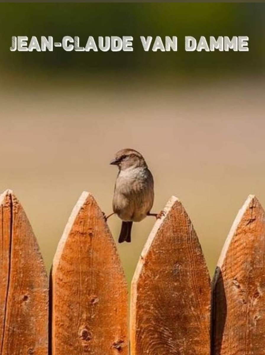 Un peu d'humour dans ce monde de brutes, #JeanClaudeVanDamme #NaturePhotography #NaturePhoto #Oiseaux #humour