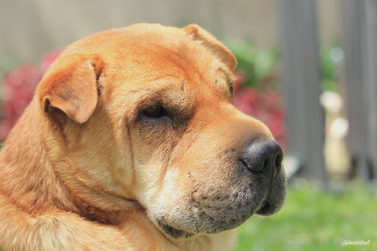 Um oi do Bebeto pra vocês.