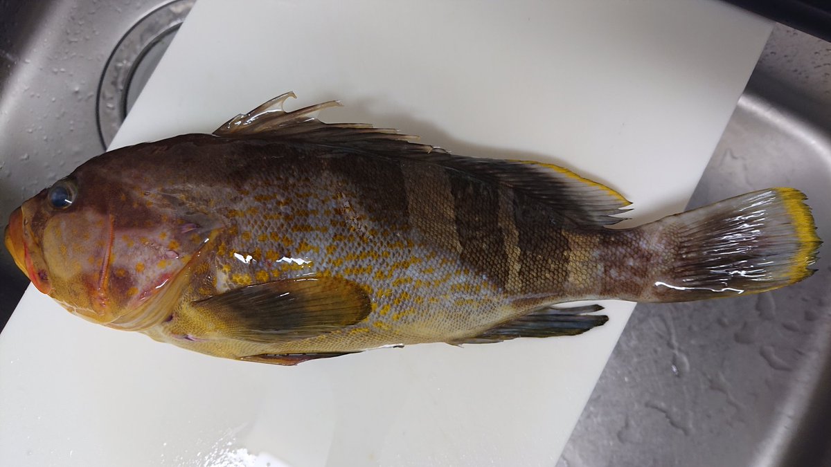 HaZaKuRa_C's tweet photo. マハタ🐟️

旦那さんが釣ってきた🎣
そして捌いてくれた🔪

🔸刺身  🔸フリッター
それぞれ違った食感😋ｺﾘｺﾘとﾎﾛﾎﾛ♪
普段味わえない美味しさでした✨✨

#OnigiriAction  🍀💫
#セブンのおにぎり https://t.co/iWKybpP5V2