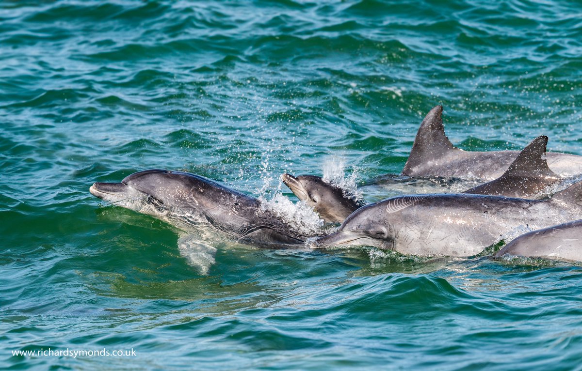 Just so beautiful to see these gorgeous smiley dolphins alongside our boat in South Africa last week. They certainly made me smile 😊 #dolphin #wildlife #southafrica #nikon