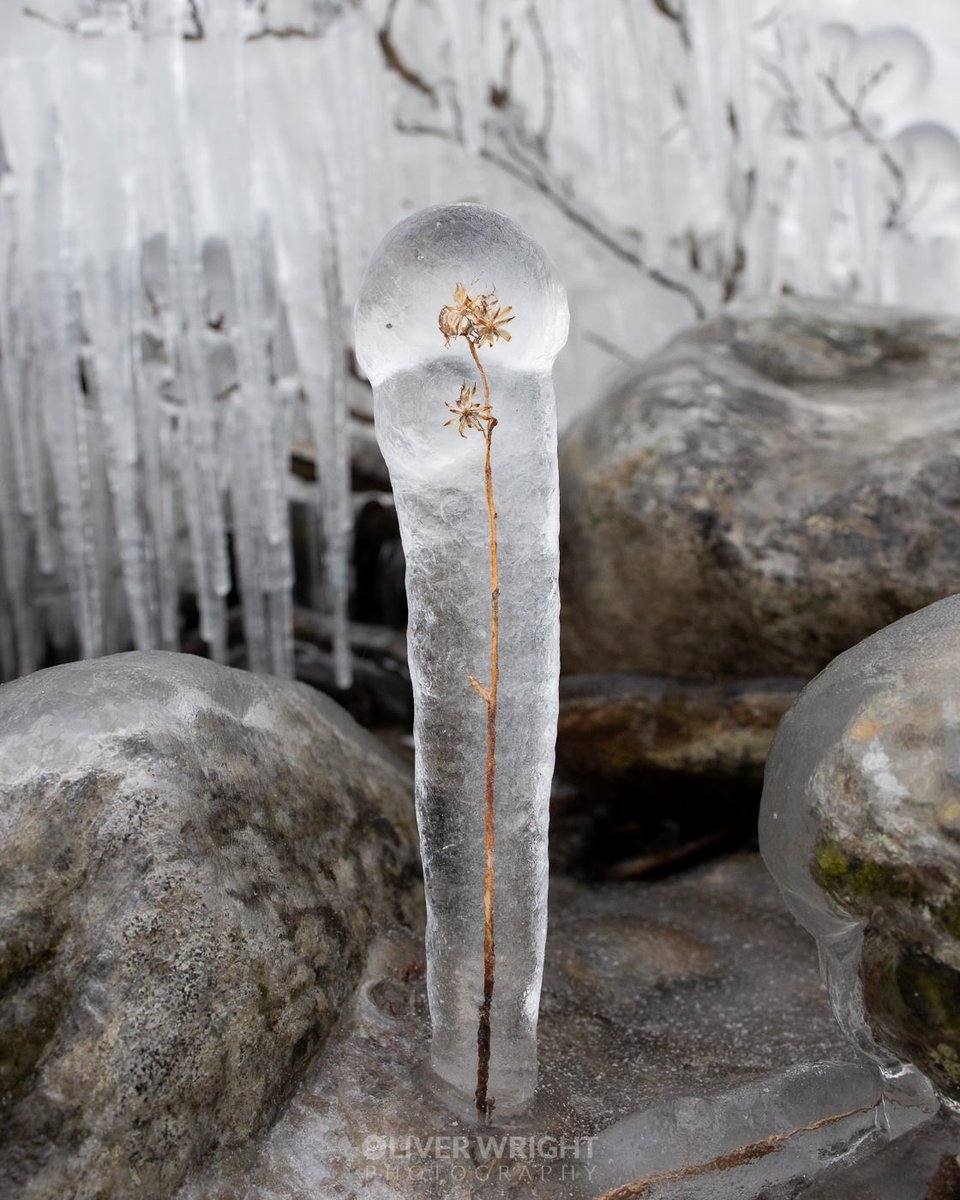 Oliver C Wright tweet media