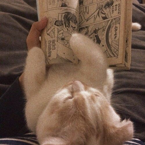 chloelovestudy's tweet photo. helloo everyone, i'm chole ! and i'm looking for new #studytwt friends! 

about me:
• she/her
• 04 liner
• 1st year englit student
• likes: coffee, chocolate, dog, cat, music, game, blue, book

please rt/rep to be moots! thank you :D

#studyacc
#studytwtina
#AMBISVERSE https://t.co/ycwjl01N0I
