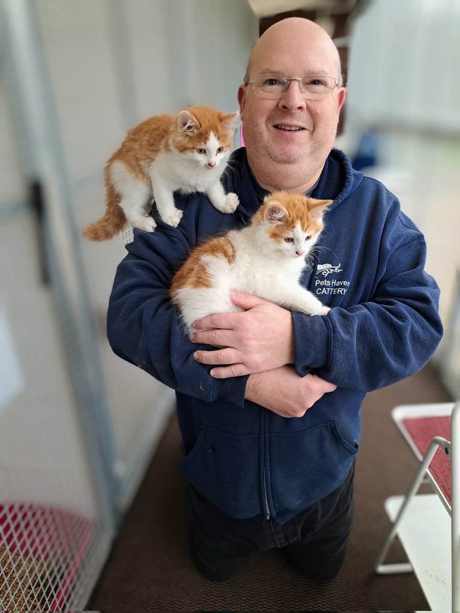 petshavenWR2's tweet photo. We just absolutely adore having kittens to stay at Pets Haven Boarding Cattery,  Malvern,  Worcester, UK. https://t.co/BVRebfSyQf