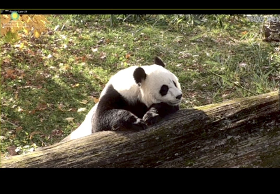 NormaValentini's tweet image. Beautiful @MommyMei98 on the Panda Cam yesterday. ❤️🐼❤️ @NationalZoo @tiantianpanda97 @DCPandaCub4 #PandaStory