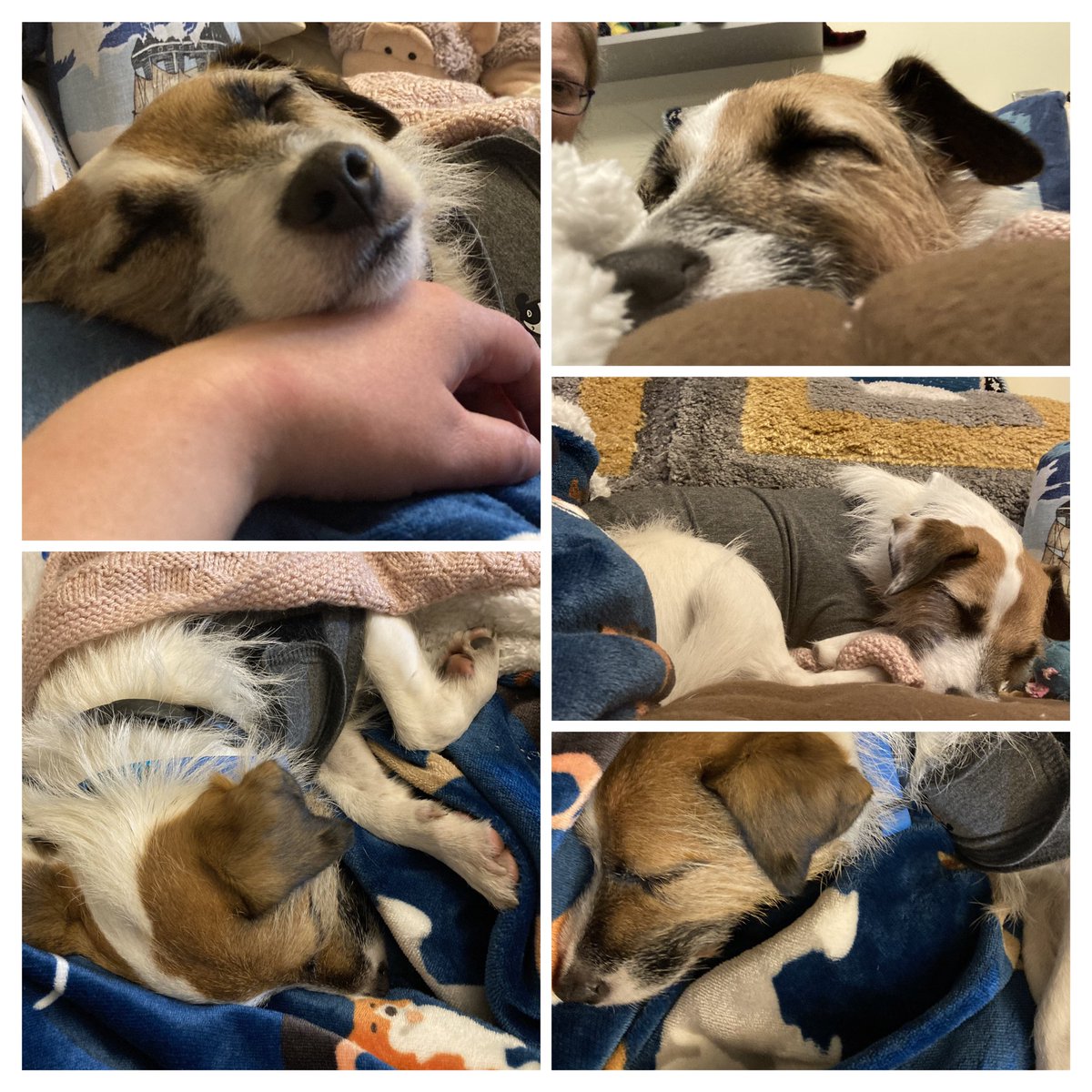 Viola_Bosun's tweet photo. @ClassicFM @CharlotteHawkns @RSPCA_official Thank you! 
Last night’s #PetClassics was great for Tendi, my lovely wee rescue dog. Here’s a picture-chronicle of peaceful snoozles at 5, 6, 7, 8 &amp; 9 yesterday evening. Fingers crossed for tonight. 
Please can it go on later next year? https://t.co/RJr55xjnY7
