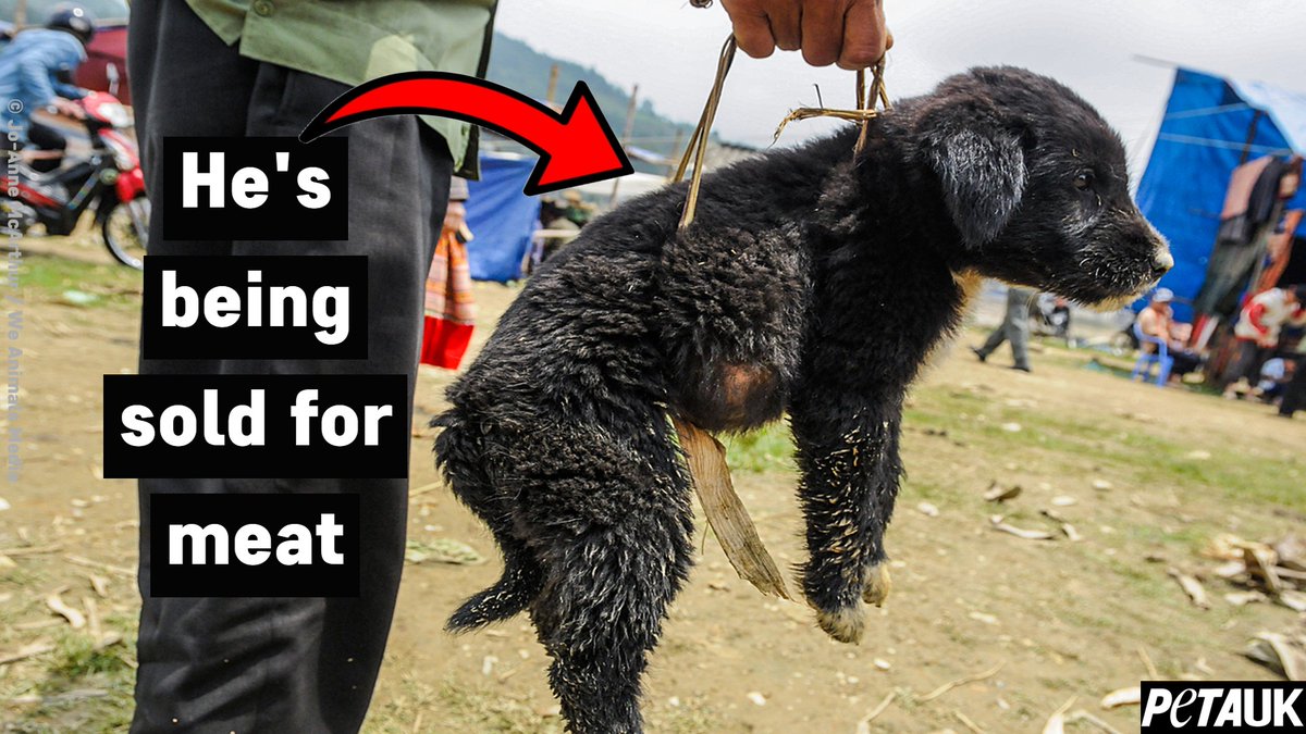 If Yulin upsets you, then you should be vegan.

#endspeciesism

📸 <a href="/WeAnimals/">We Animals</a>