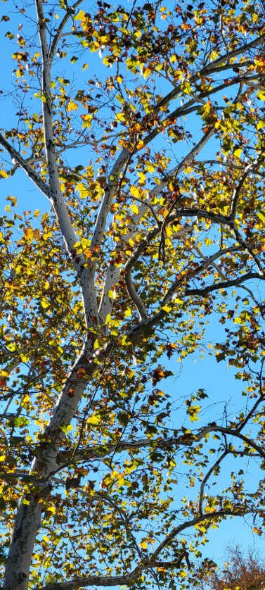 Bright #Autumn #blueskies frame the backlit beauty of a #SycamoreTree