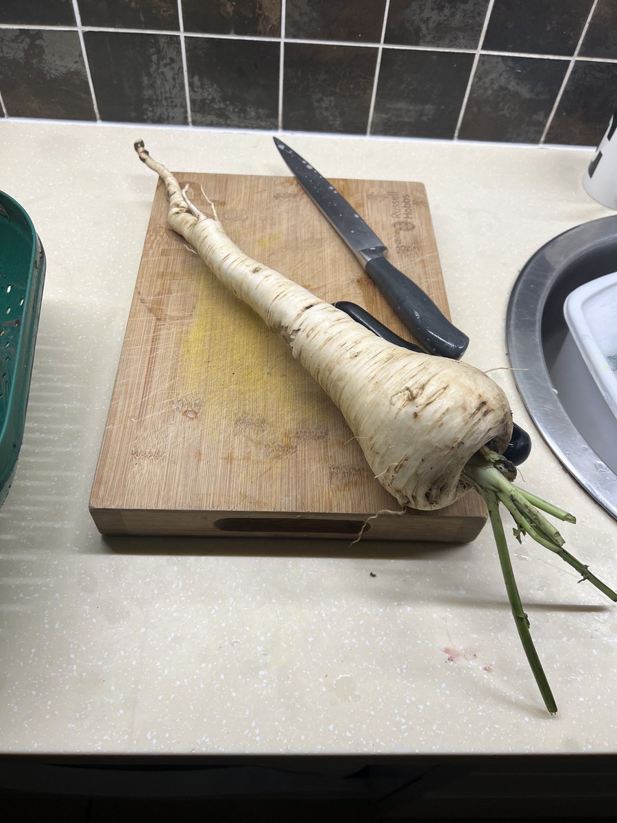 BeetsGeneration's tweet photo. I normally struggle with growing parsnips but this year the parsnip gods have been kind. It weighs over 1lb and a 1/2 😄 https://t.co/kmfztPeZkl