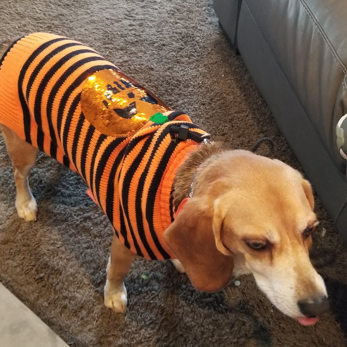 pacey_car's tweet photo. My Halloween sweater made MomMoo's car fancy #beagle #dogsofx https://t.co/OhBpA3zMJ1