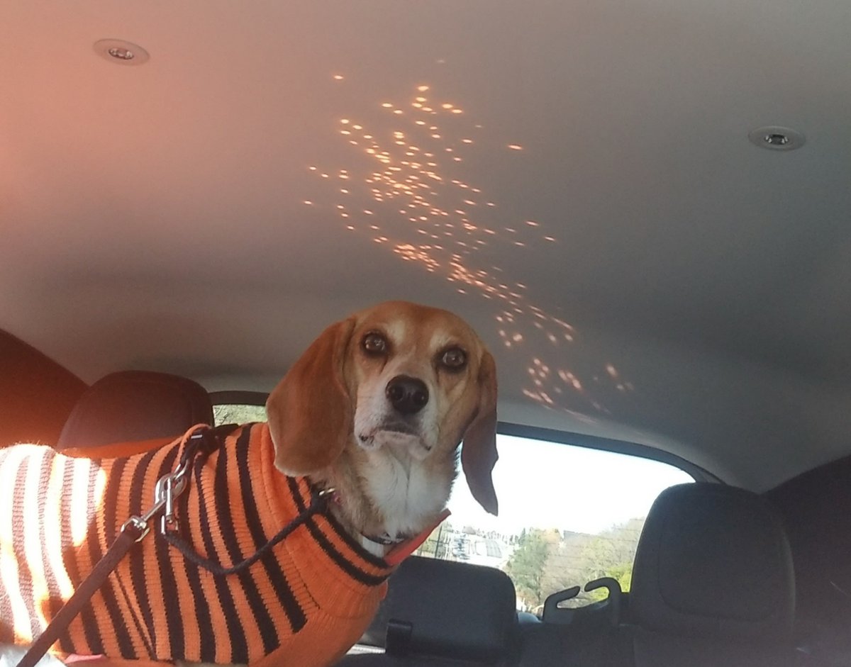 pacey_car's tweet photo. My Halloween sweater made MomMoo's car fancy #beagle #dogsofx https://t.co/OhBpA3zMJ1