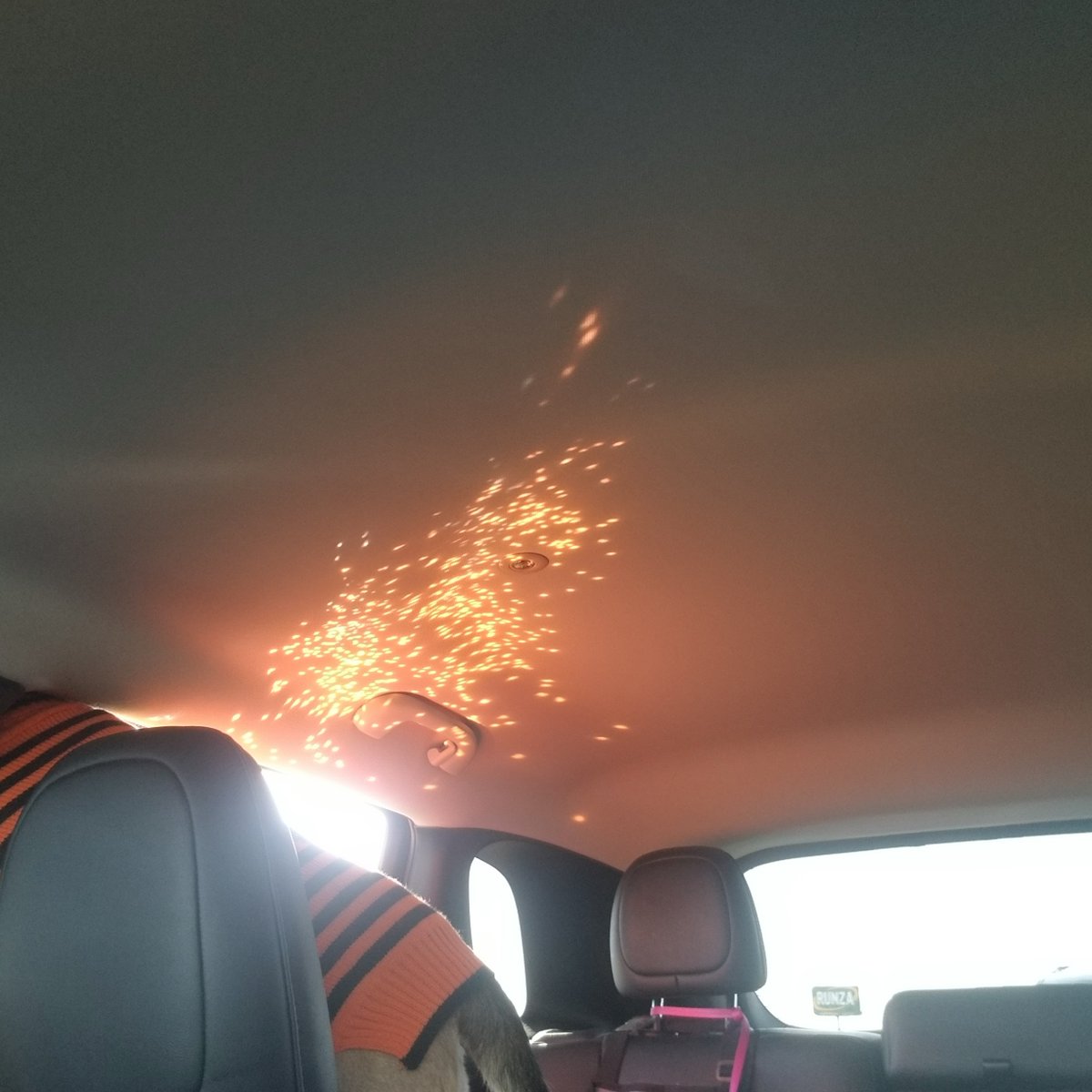 pacey_car's tweet photo. My Halloween sweater made MomMoo's car fancy #beagle #dogsofx https://t.co/OhBpA3zMJ1